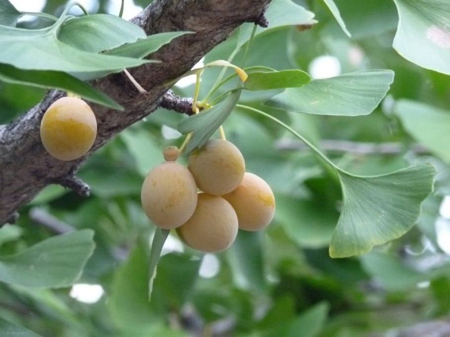 Семена гинкго двулопастного