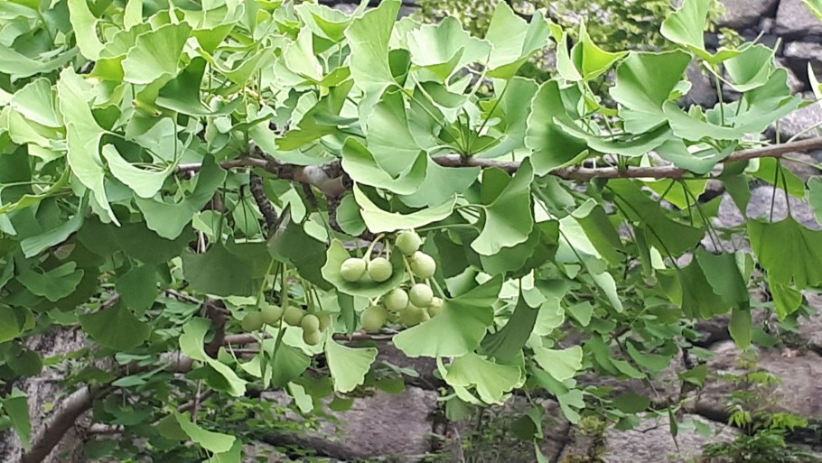 Гинкго билоба вечное дерево