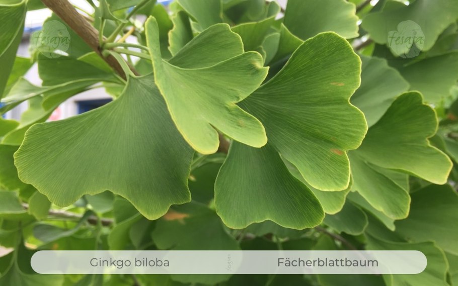 Ginkgo Biloba Тролль