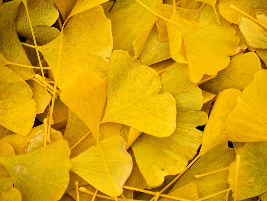 Листья гинкго двулопастного