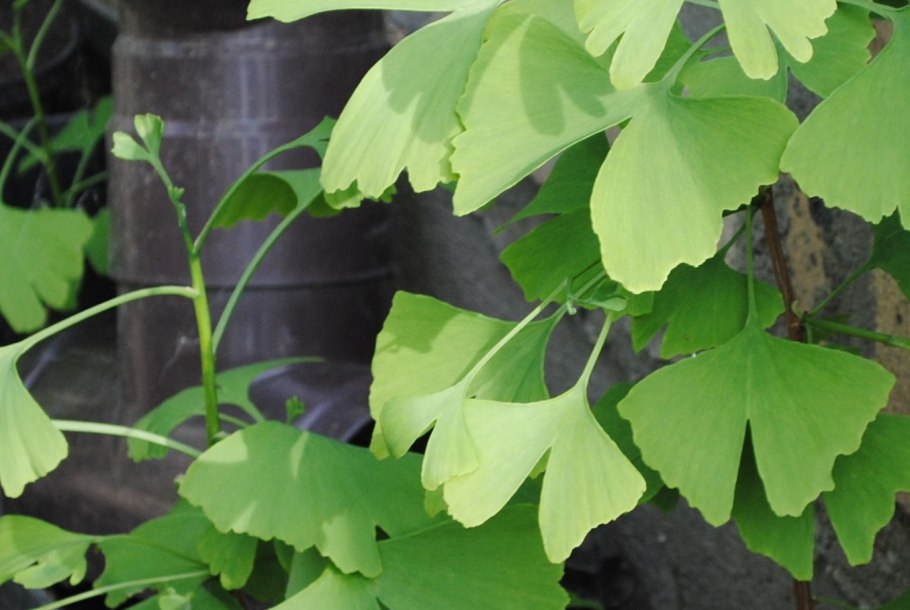 Растение гинкго двулопастный