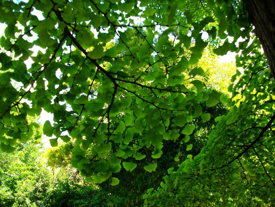 Гинкго двулопастный (Ginkgo Biloba)
