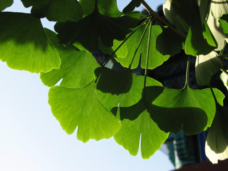 Гарбузов гинкго билоба