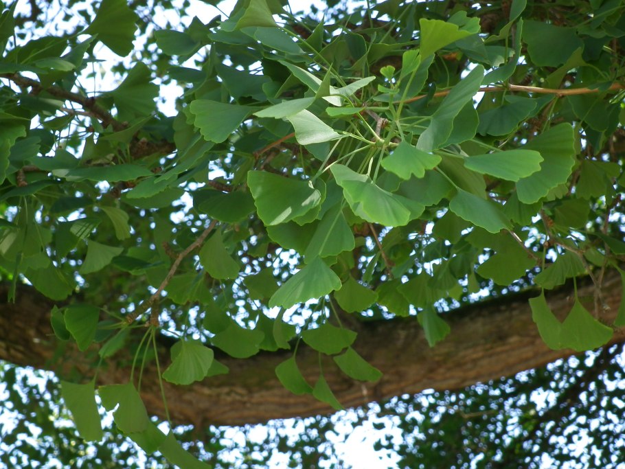 Гинкго двухлопастное Пендула