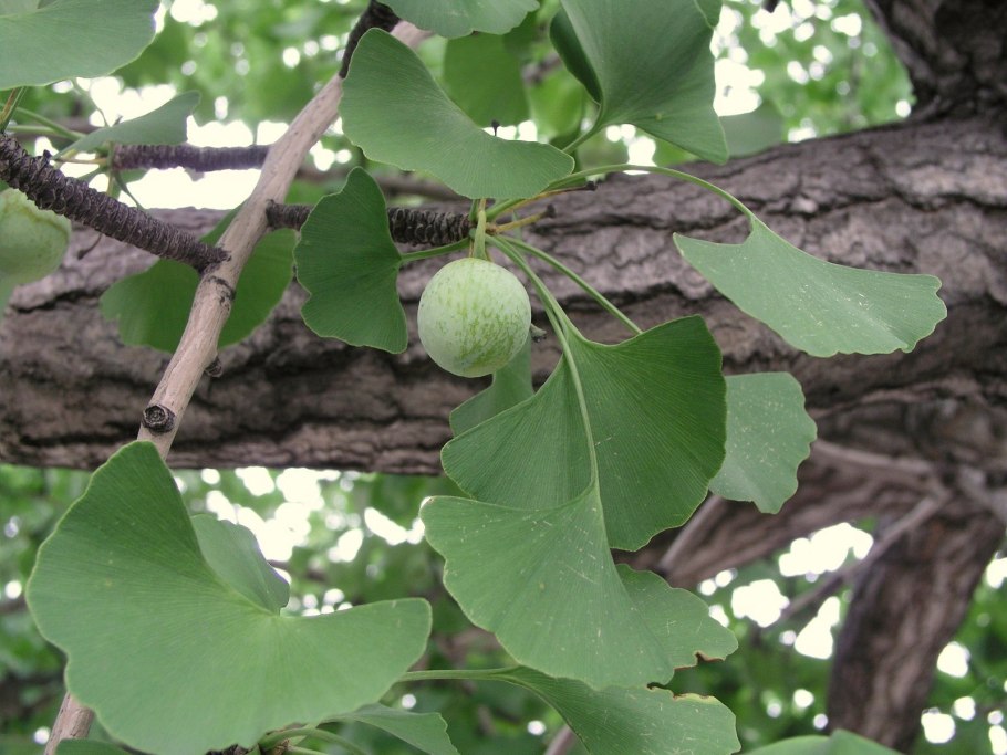 Гинкана гингко билоба Румыния