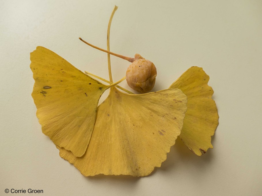 Гинкго билоба дерево