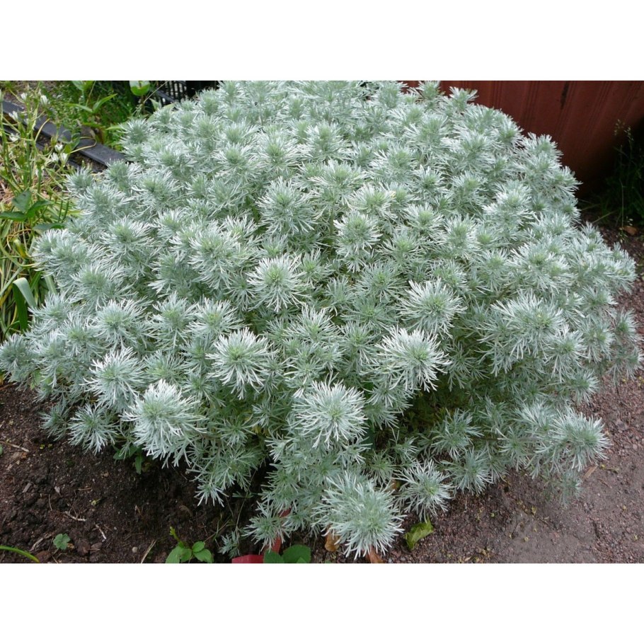 Полынь Шмидта Нана (с2)