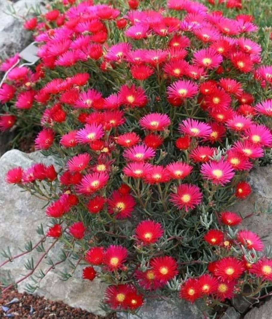 Лампрантус Глаукоидес