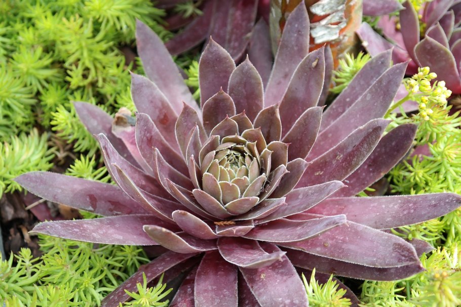 Молодило (Sempervivum)