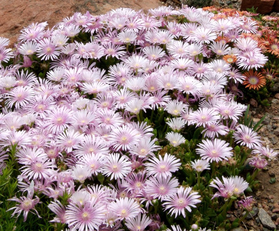 Засухоустойчивые многолетние почвопокровники