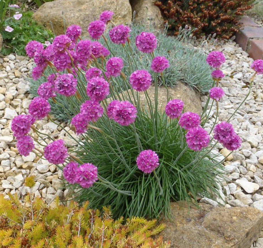 Армерия Приморская Спленденс