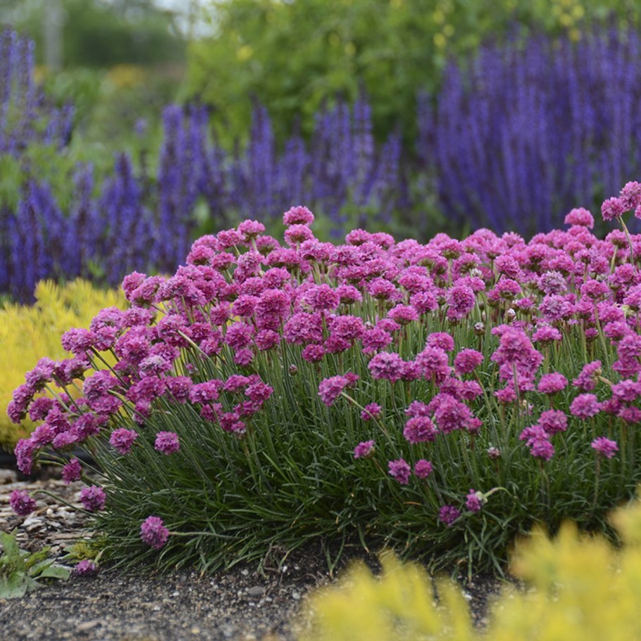 Армерия на клумбе