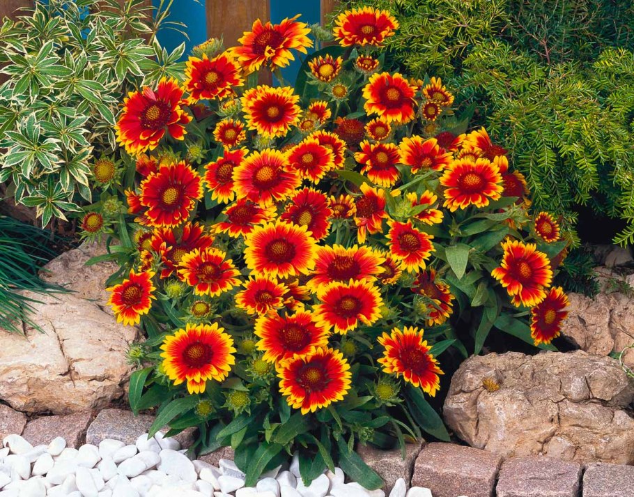 Гайлардия грандифлора