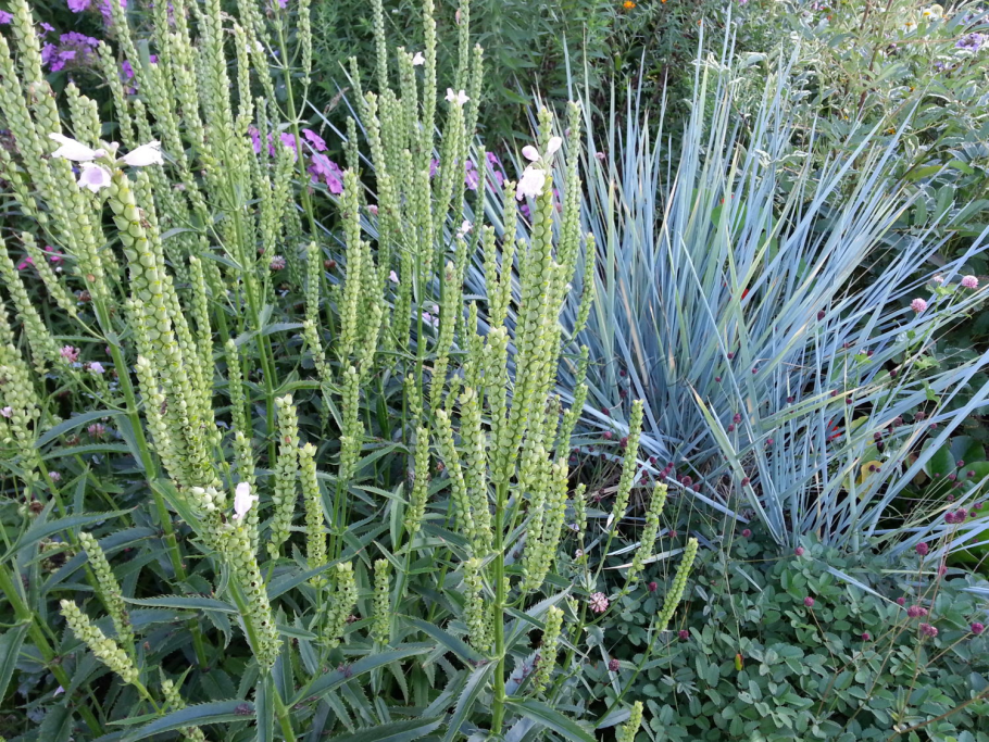 Многолетник Элимус