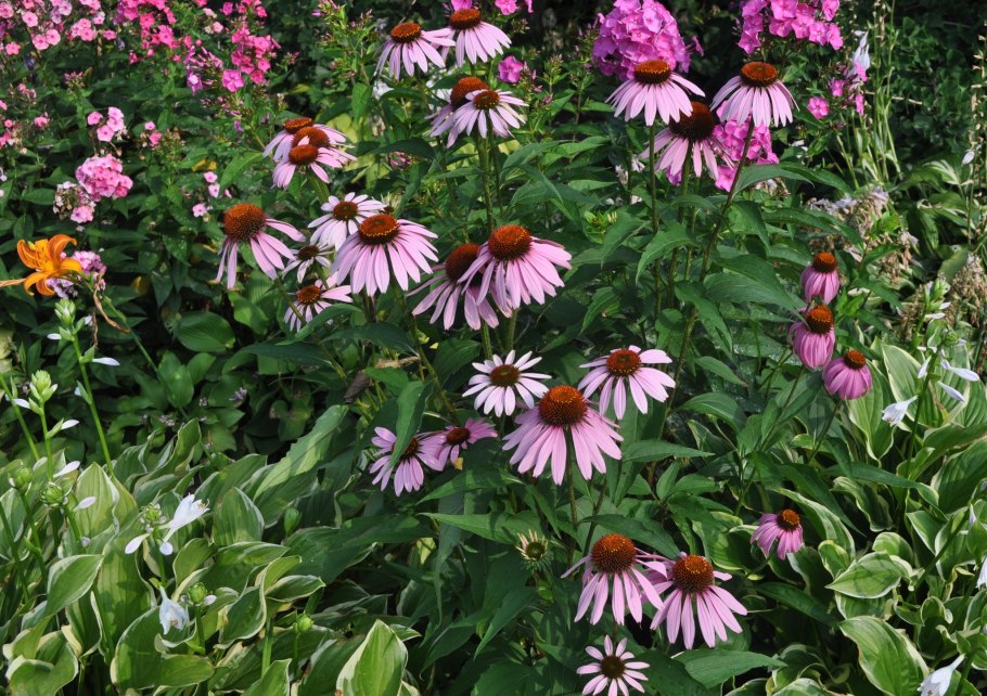 Эхинацея пурпурная the King