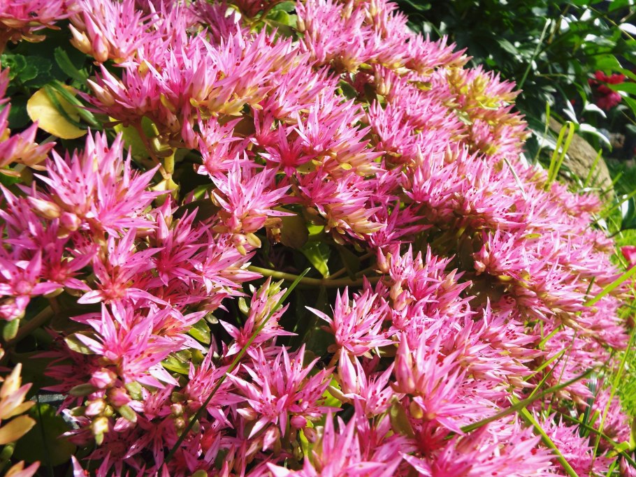 Очиток Альба