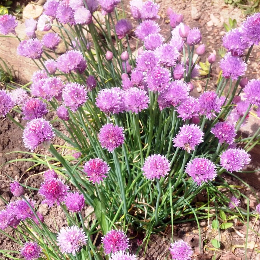 Лук шнитт (Allium schoenoprasum)