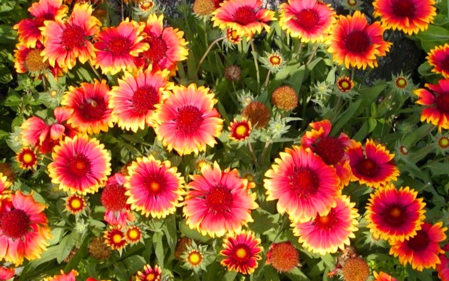 Гайлардия цветок многолетник