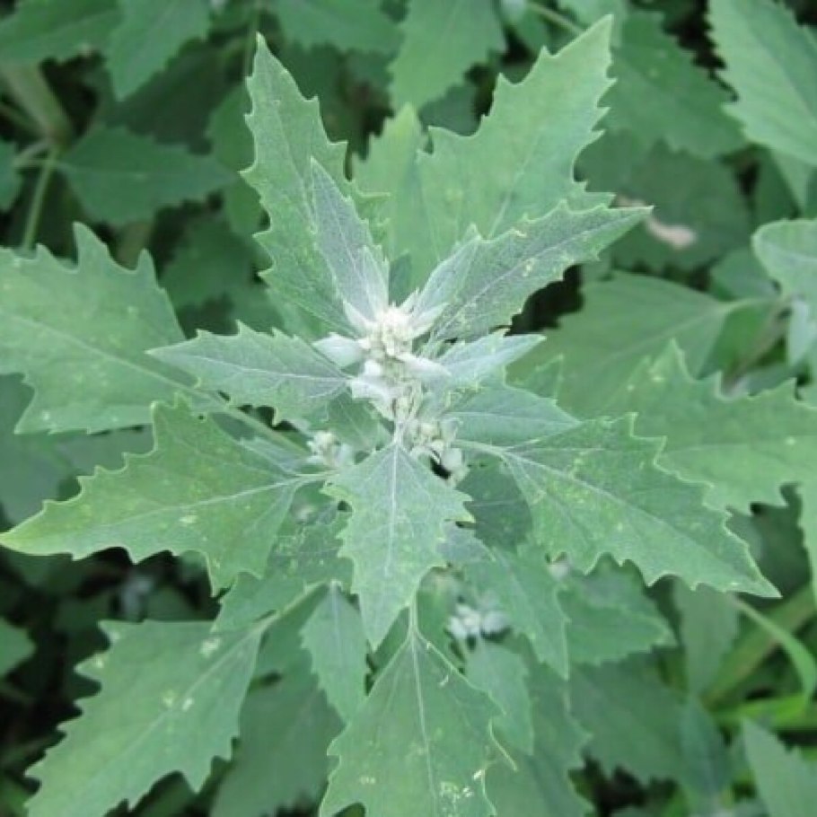 Марь белая лебеда