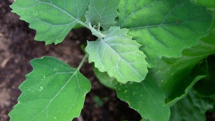 Марь белая (Chenopodium album)