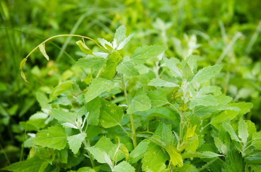 Лебеда копьевидная