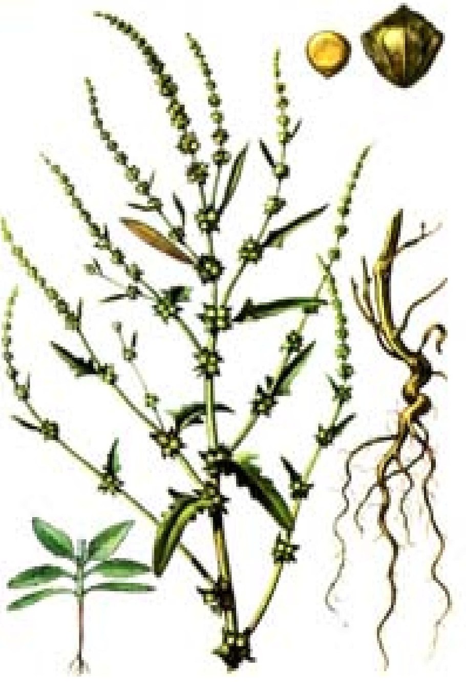 Atriplex tatarica