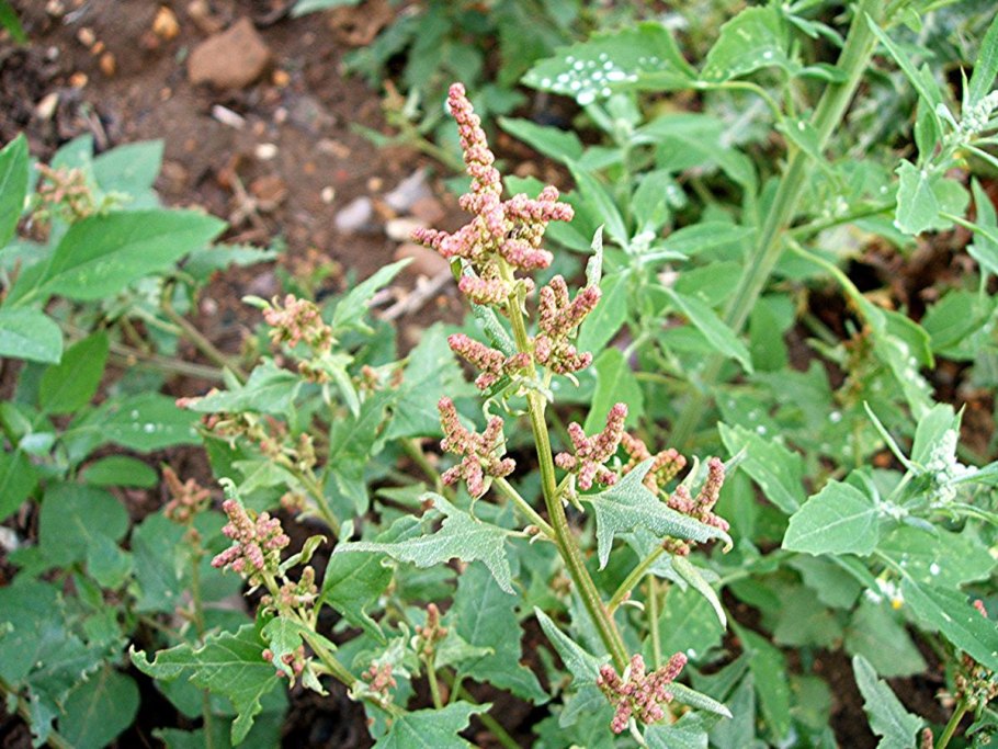 Лебеда (Atriplex)