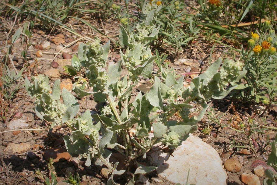 Atriplex holocarpa