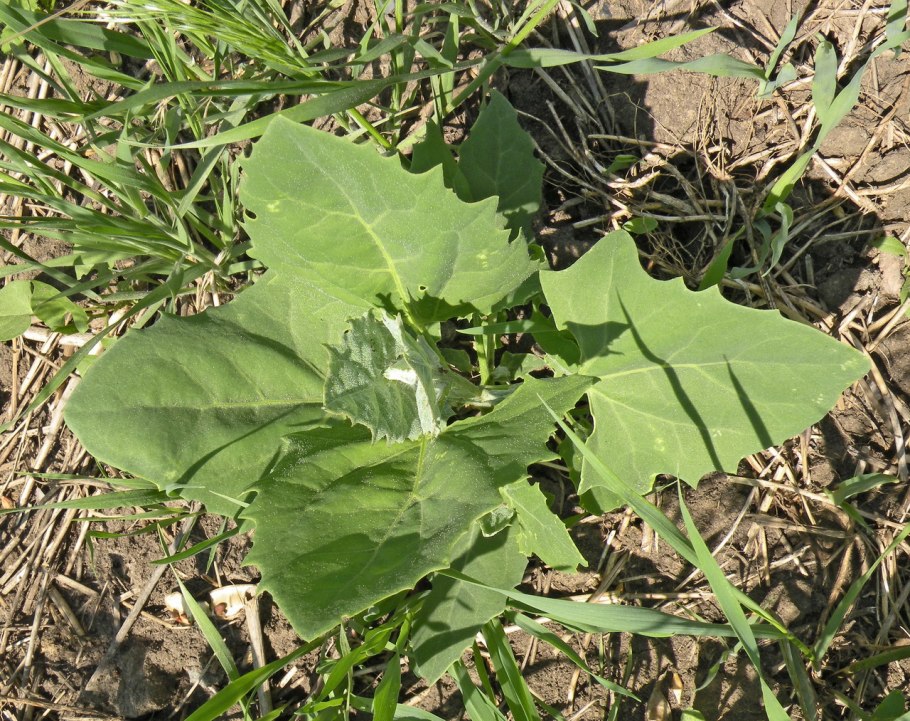 Лебеда раскидистая Atriplex patula