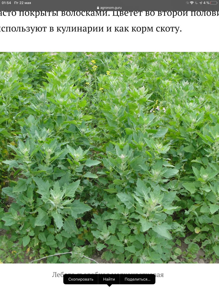 Лебеда мелкоцветная