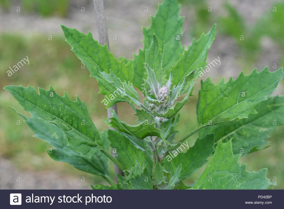 Лебеда раскидистая Atriplex patula