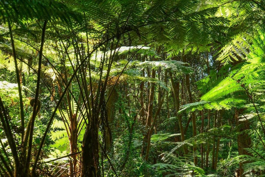 Палеозойская Эра