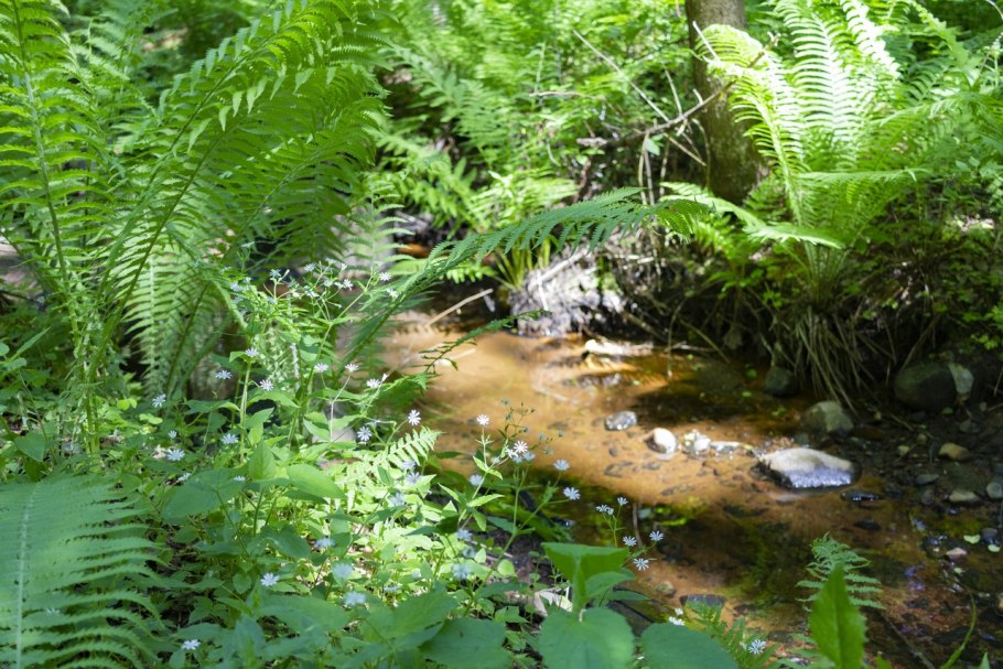 Страусник обыкновенный папоротник