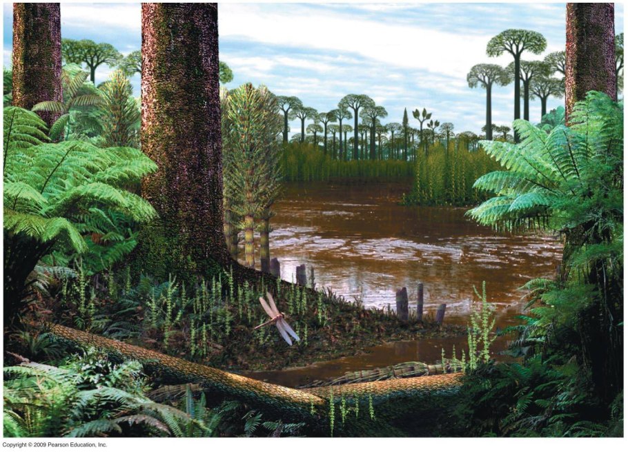 Палеофитные папоротники