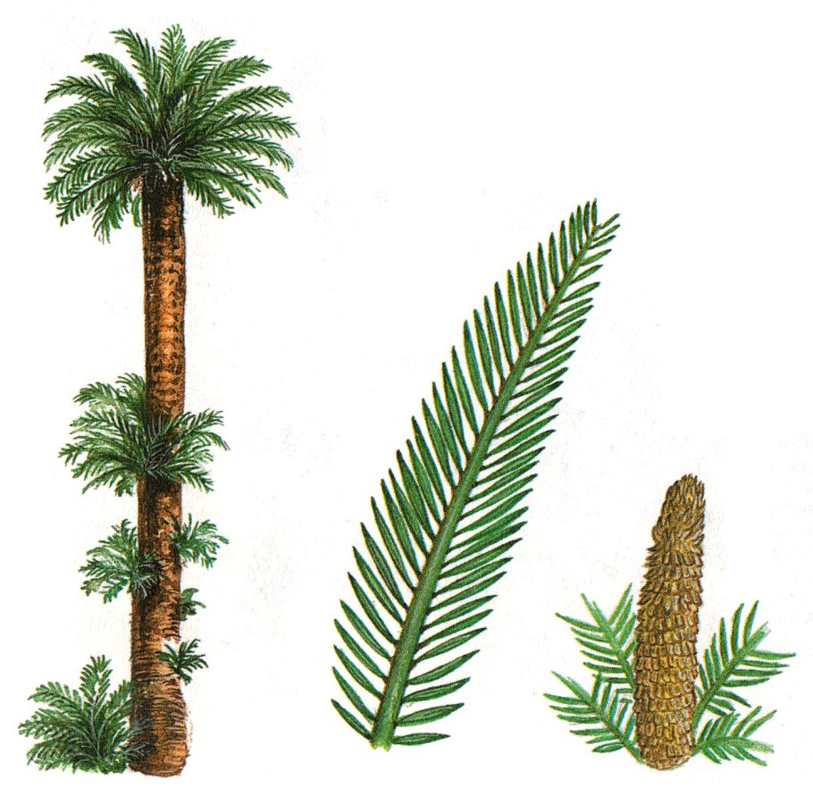 Саговники Триас