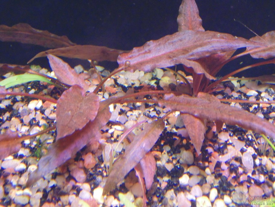 Криптокорина Вендта розовая пантера