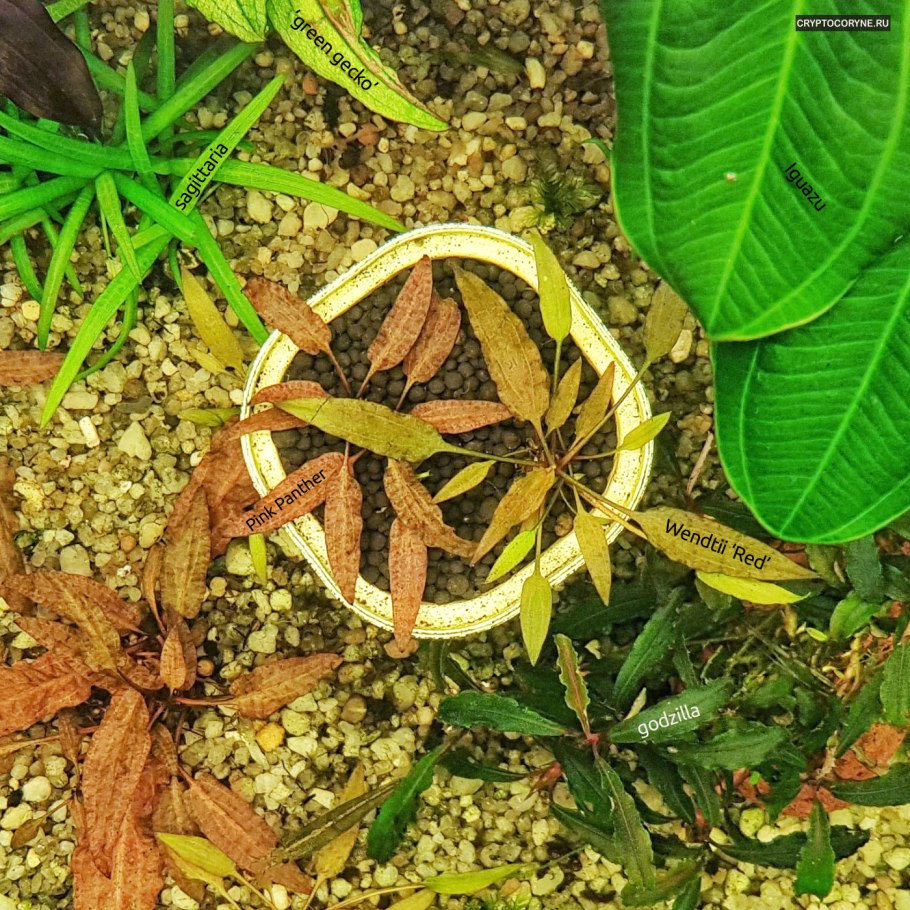 Криптокорина Вендта Фламинго