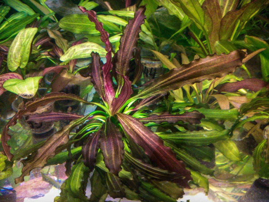 Криптокорина Вендта розовая пантера