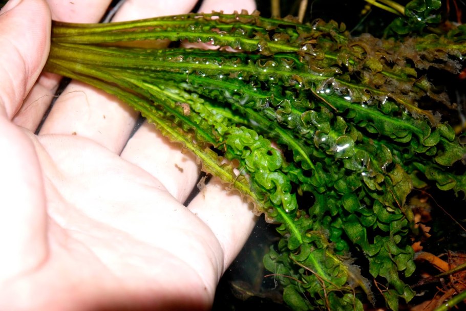 Криптокорина браминго (Cryptocoryne "BRAMINGO")