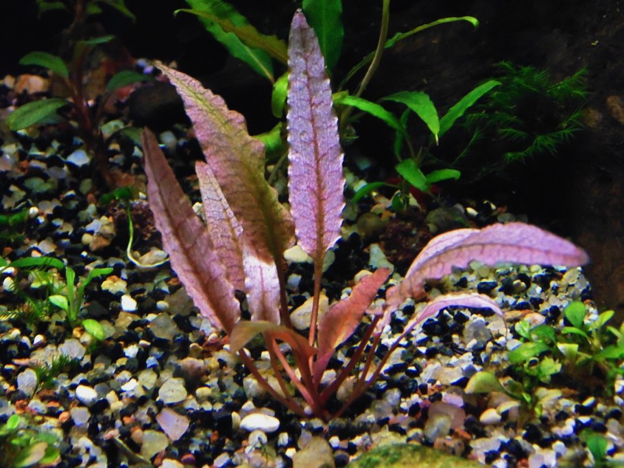 Криптокорина Фламинго