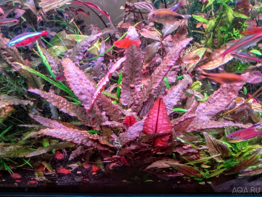 Криптокорина Пинк пантер