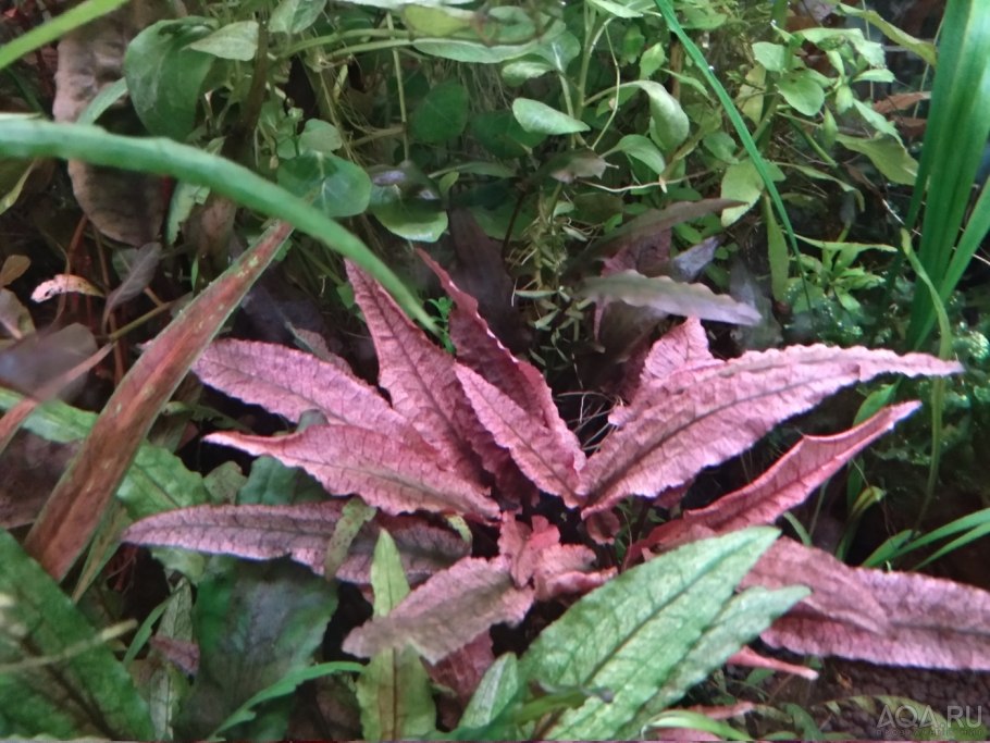 Криптокорина стриолята