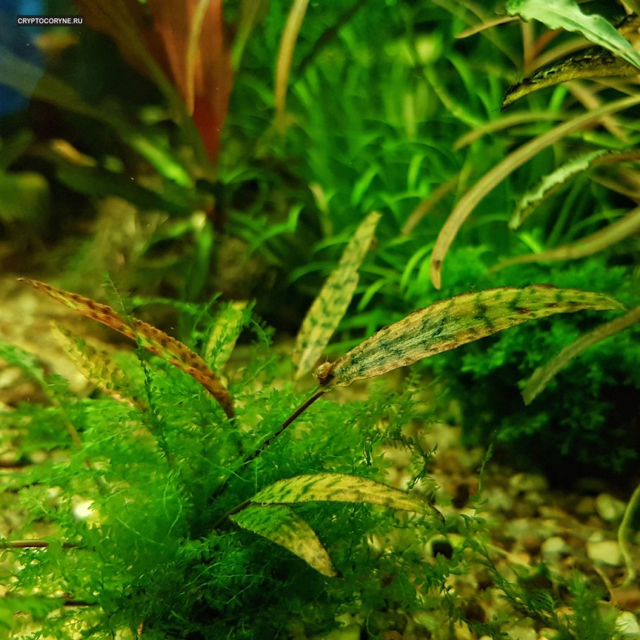 Криптокорина длинностебельная название