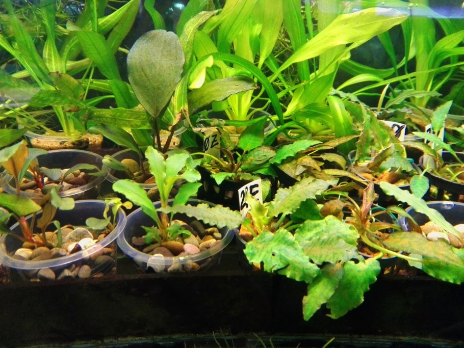 Криптокорина устериана зеленая