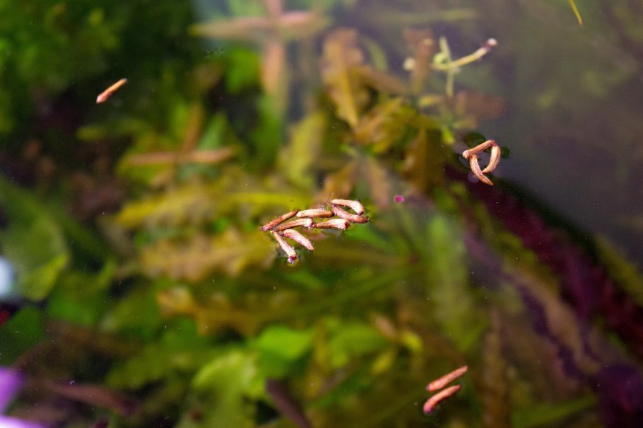 Криптокорина Вендта Фламинго