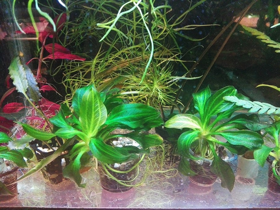 Криптокорина понтедериеволистная аквариумное