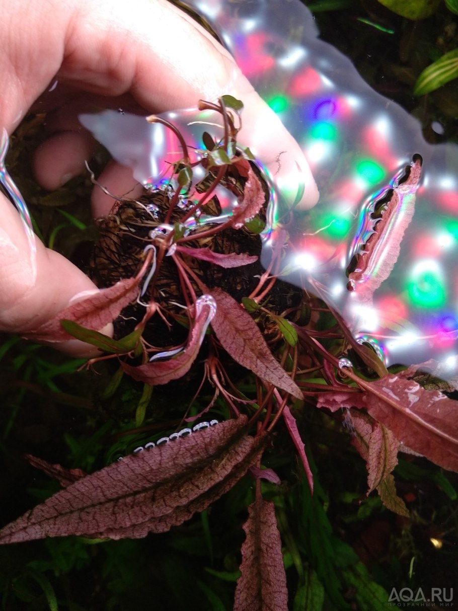 Буцефаландра библис скай блю