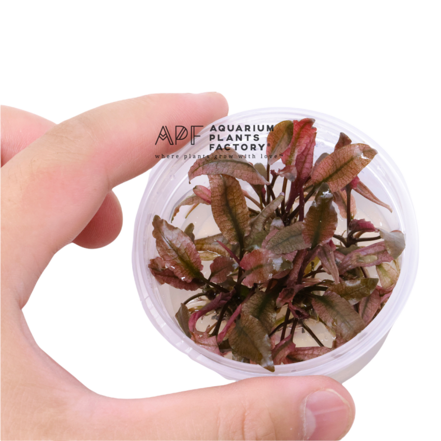 Криптокорина Буцефаландра