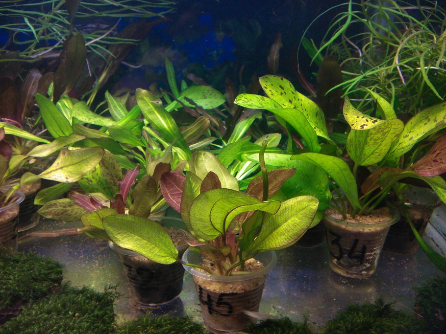 Cryptocoryne wendtii "Tropica"