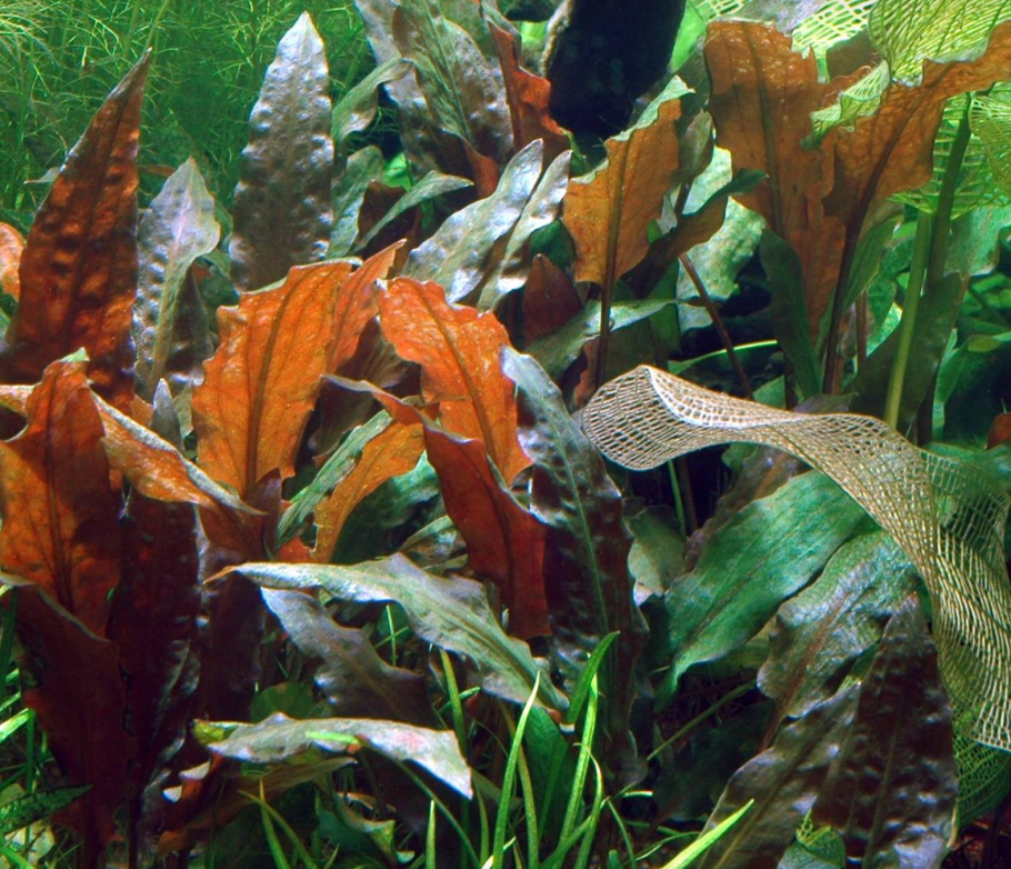 Криптокорина Эхинодорус